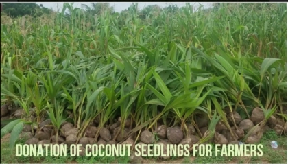 Donation of coconut seedlings to farmer's